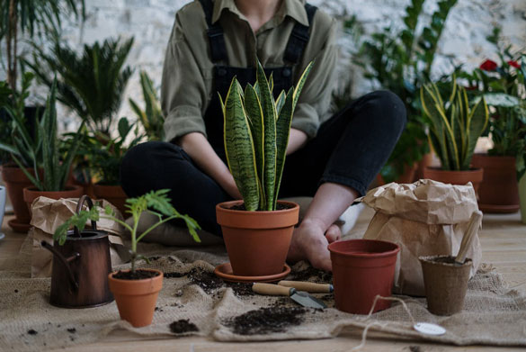 Horticulture